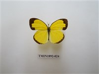 藏品(島嶼黃蝶)的圖片